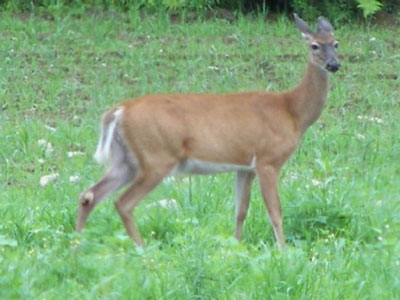 Whitetail Doe Deer. Whitetail deer hunting in
